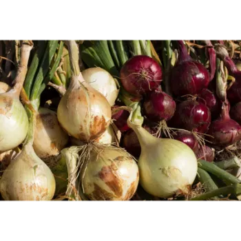 Onion (36)-6745380-51334.webp